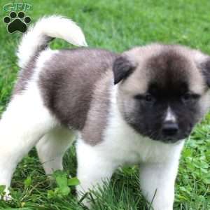 AKC Bandit, Akita Puppy